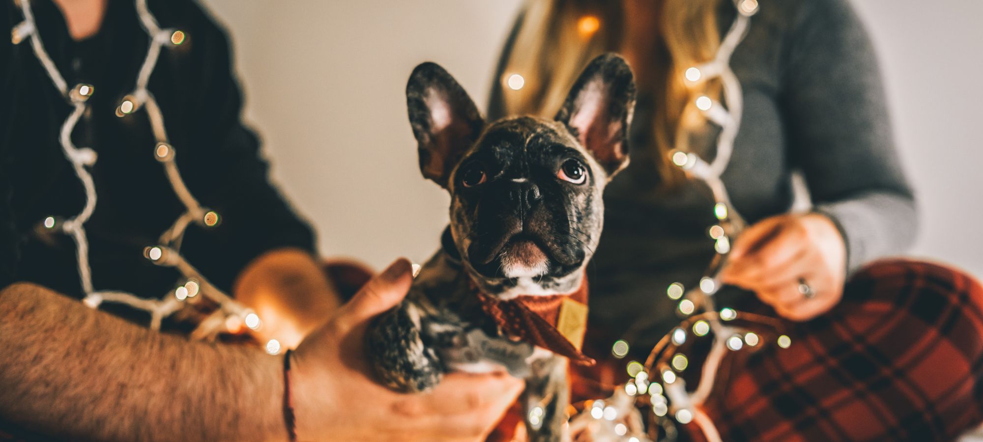 https://www.thortful.com/blog/wp-content/uploads/2022/12/How-to-pet-proof-your-home-at-Christmas.jpg